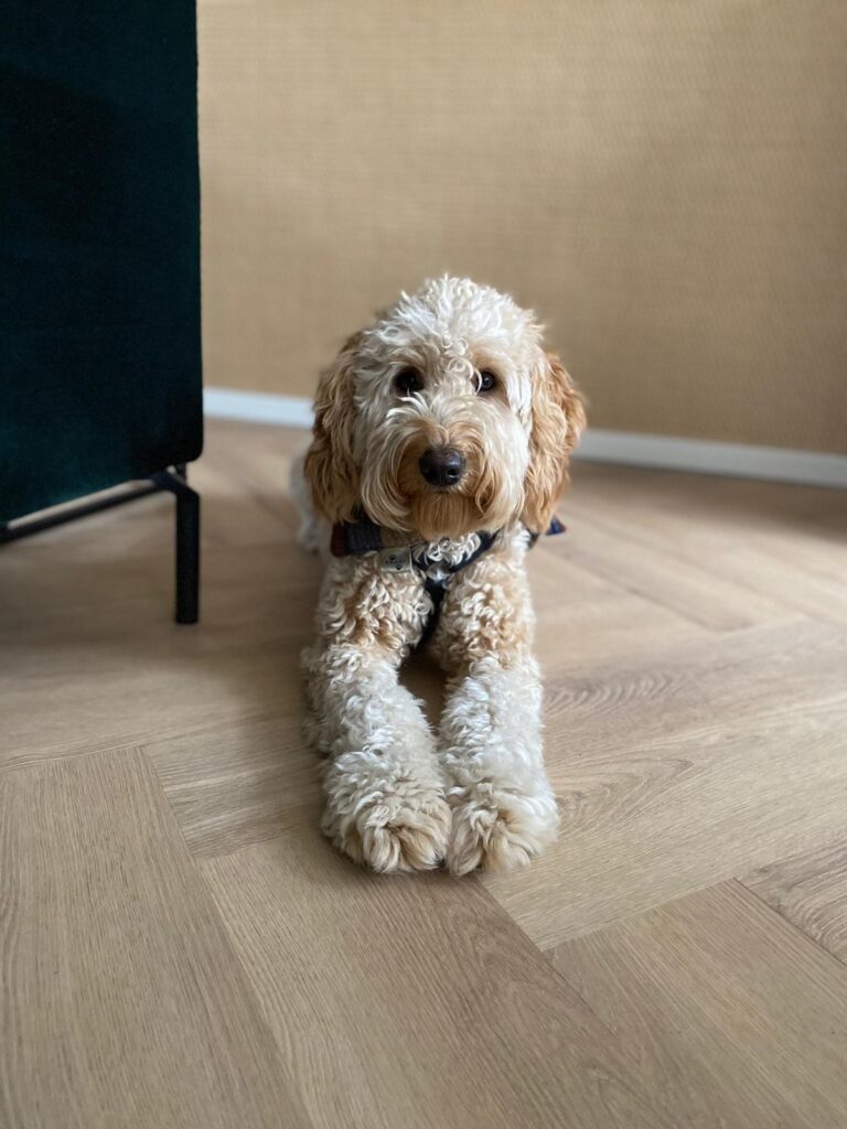 PVC EP 87 visgraat hond